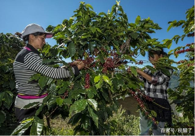 被外资利用30年云南咖啡之困：产业全国第1却充当廉价供应商(图10)