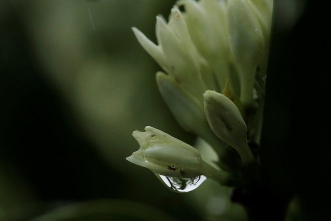 从下种到包装探访哥斯达黎加咖啡种植园(图10)