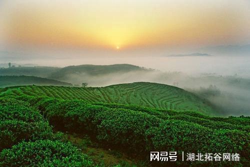 好喝的秘密都藏在茶里八域茶业(图2)